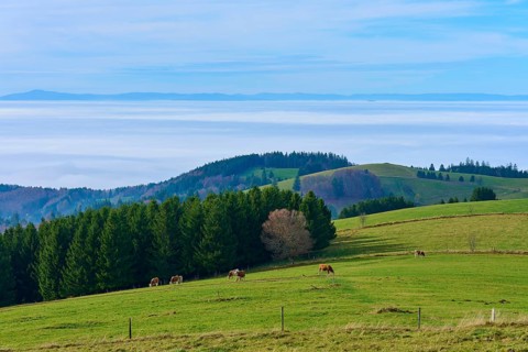 Pasture with grazing cows and trees in the background, Schauinsland, Freiburg im Breisgau, Black