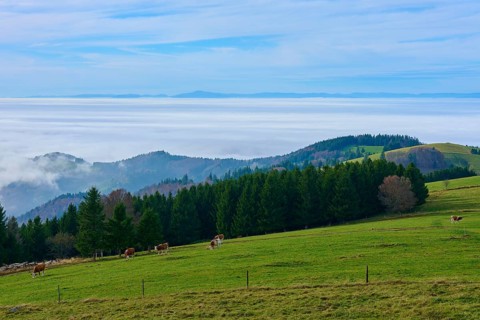 Green pastures with cows and dense forests under a blue sky, Schauinsland, Freiburg im Breisgau,