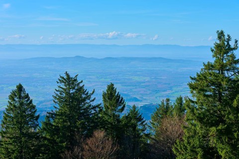 Forest landscape with a clear blue sky in the background, Rhine plain calm and relaxed atmosphere,