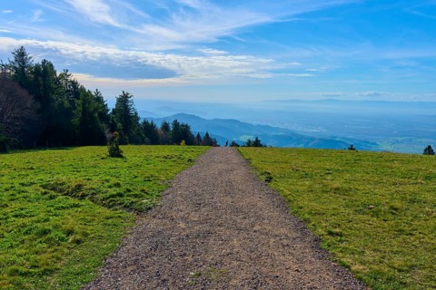 Kandelhöhenweg through green meadow under a blue sky, wide and peaceful landscape, Kandel,