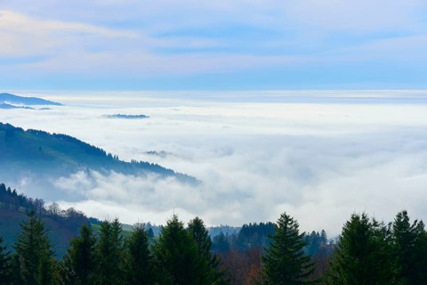 Dense fog and trees on a slope under a blue sky, Schauinsland, Freiburg im Breisgau, Black Forest,
