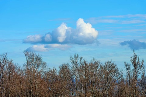 Bare trees under a blue sky with white clouds, calm and autumnal atmosphere, Kandel, Waldkirch,