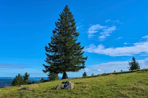 Single fir tree in a meadow under a clear blue sky, Kandel, Waldkirch, Black Forest,