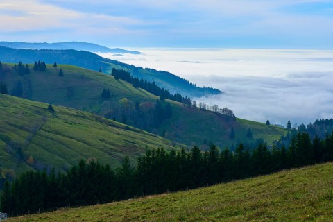Green hills with trees and rising fog under a cloudy sky, Schauinsland, Freiburg im Breisgau, Black
