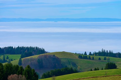 Green hills and groups of trees rise in front of a misty horizon, Schauinsland, Freiburg im