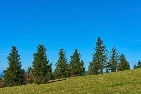 Row of fir trees on a green meadow under a clear sky, Kandel, Waldkirch, Black Forest,