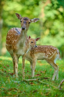 Fallow deer (Dama dama), female, lovingly protecting her fawn in the forest, Germany