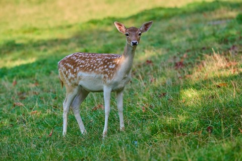 Fallow deer (Dama dama), female, looking curiously, on a grassy meadow, in the countryside, Germany