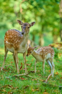 Fallow deer (Dama dama), female with young, in the forest showing loving attachment, Germany