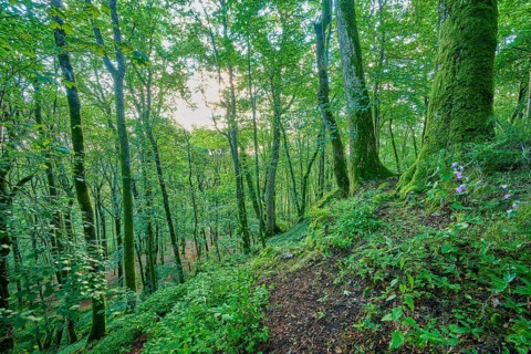 Dense forest with moss-covered trees, summer, Katzenbuckel, Waldbrunn, Neckar-Odenwald-Kreis,