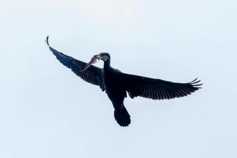 Flying cormorant with a fish in its beak against the sky, Cormorant, (Phalacrocorax carbo),