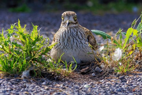 A bird sits vigilantly on the ground, surrounded by plants and gravel, Stone Curlew (Burhinus