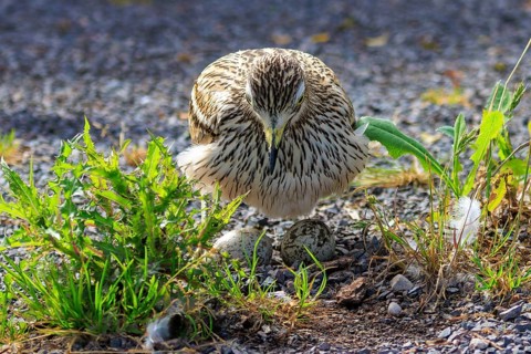 A bird sitting on an egg on a gravelled ground, surrounded by green plants, Stone Curlew (Burhinus