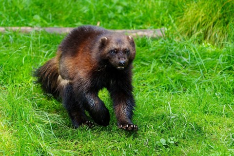 Wolverine running across a green meadow in a natural environment, Wolverine (Gulo gulo), France