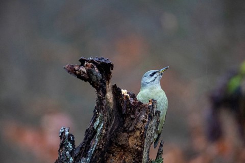 Grey-headed Woodpecker (Picus canus) wbl Germany