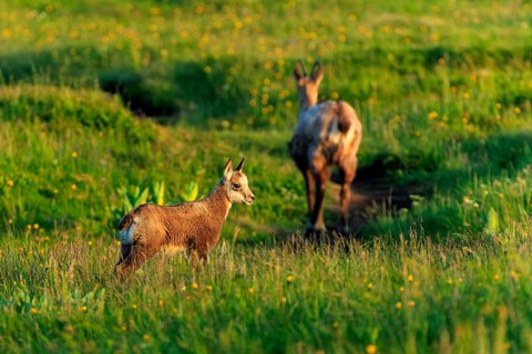 A young chamois stands on a flowering meadow in the evening light, chamois, chamois, (Rupicapra