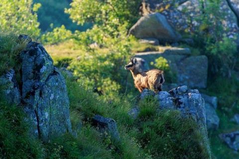 A chamois stands on a rocky outcrop in the morning light, chamois, chamois, (Rupicapra rupicaprae),