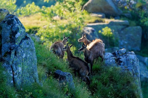 A group of four chamois climbing a rocky hill in the morning light, chamois, chamois, (Rupicapra