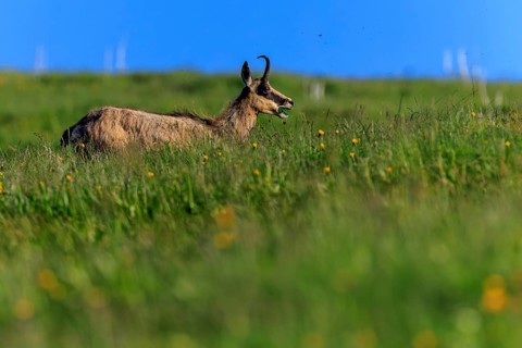 A chamois chewing on a green meadow under a blue sky, chamois, chamois, (Rupicapra rupicaprae),