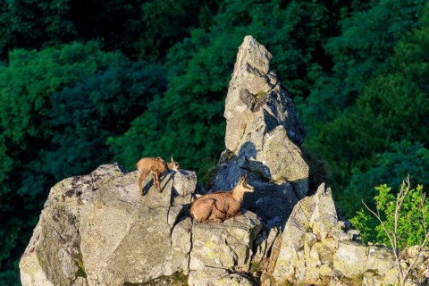 Two chamois resting on a rocky outcrop in the forest, chamois, chamois, (Rupicapra rupicaprae),
