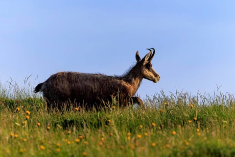 A chamois crosses a meadow against the blue sky, chamois, chamois, (Rupicapra rupicaprae),