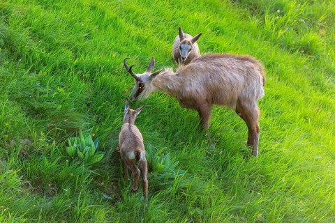 An adult chamois sniffing a young animal in the meadow, chamois, chamois, (Rupicapra rupicaprae),