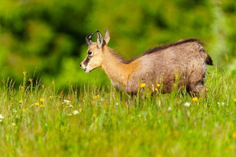A young chamois on a flowering meadow in spring, chamois, chamois, (Rupicapra rupicaprae),