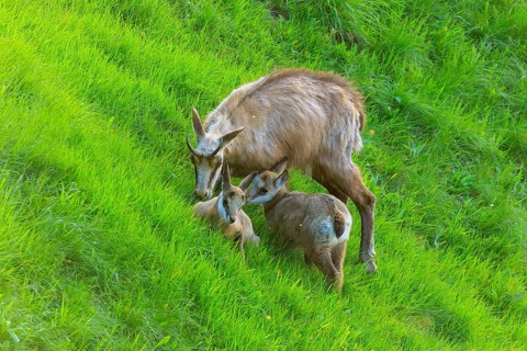 Chamois family grazing on a lush green meadow in natural surroundings, chamois, chamois, (Rupicapra