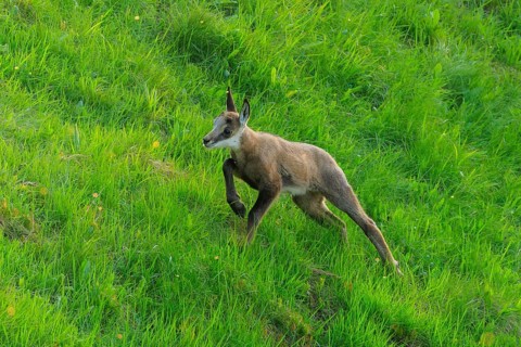 A young animal runs across the green meadow full of energy, chamois, chamois, (Rupicapra