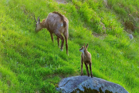 A young animal observes the surroundings while the chamois eats grass, chamois, chamois, (Rupicapra