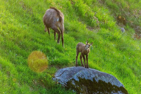 A young animal stands on a rock while the chamois grazes in the grass, chamois, chamois, (Rupicapra