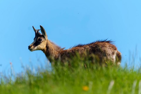 Chamois standing on a green meadow under a blue sky, photographed in profile, chamois, chamois,