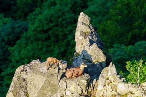 Two chamois on a craggy cliff edge, surrounded by shady forest, chamois, chamois, (Rupicapra