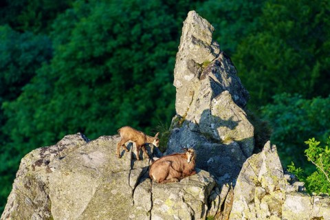 Pair of chamois on a prominent rock in front of a dark forest with shadows, chamois, chamois,