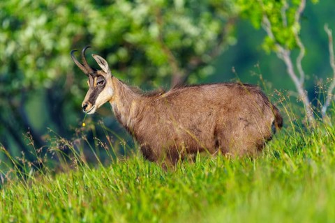 A chamois stands in the green grass in a natural environment, chamois, chamois, (Rupicapra