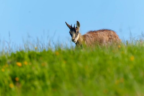 Chamois looks friendly into the camera over a meadow under a blue sky, chamois, chamois, (Rupicapra