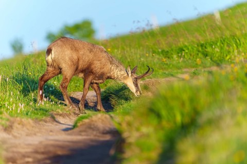 Chamois on a path between green meadows in search of food, chamois, chamois, (Rupicapra