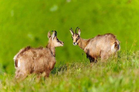Two chamois look peacefully into the picture on a sloping green meadow, chamois, chamois,