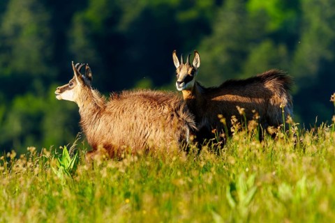 Two chamois standing attentively on a flowering meadow, chamois, chamois, (Rupicapra rupicaprae),
