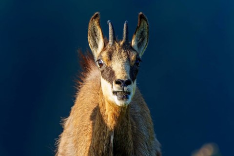 Close-up of a chamois with distinctive facial features, chamois, chamois, (Rupicapra rupicaprae),