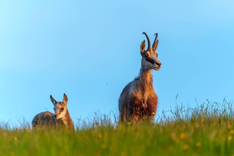 An adult chamois with her young stands attentively on a green meadow, chamois, chamois, (Rupicapra