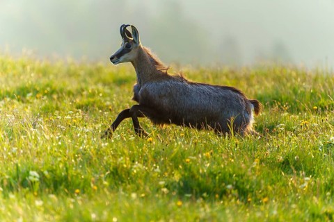 A chamois runs dynamically through a sunny meadow in the morning light, chamois, chamois,