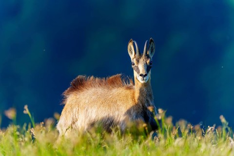 A chamois stares alertly and curiously into the camera in a meadow, chamois, chamois, (Rupicapra