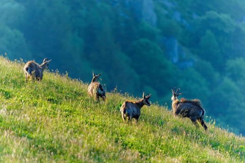A small herd of chamois moves up the hill in the warm sunlight, chamois, chamois, (Rupicapra