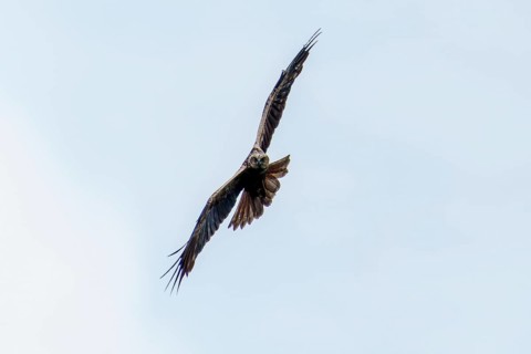A bird of prey in flight against a blue sky, wings spread wide, marsh harrier (Circus aeruginosus),