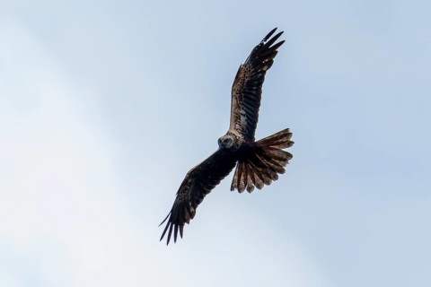 A bird of prey hovering in the air with its wings open, marsh harrier (Circus aeruginosus),