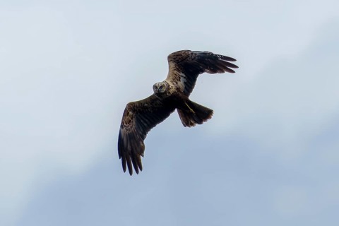 A bird of prey flies high in the sky, the curved wings are visible, marsh harrier (Circus