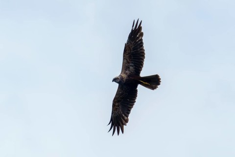 A bird of prey glides high in the sky, the silhouette is clearly recognisable, marsh harrier