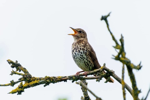 Song thrush singing loudly on a moss-covered branch. The beak is open, the scene looks lively, song