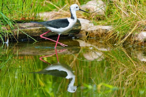 A bird stands on the bank of a body of water, surrounded by green grasses and its clear reflection